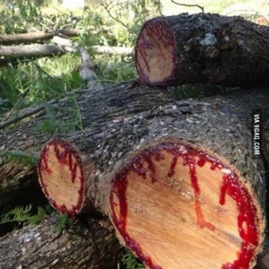 بالصور: شجرة نادرة تنزف دماً عند خدشها 