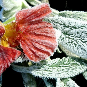 صور رائعة لتجمد الأزهار في فصل الشتاء