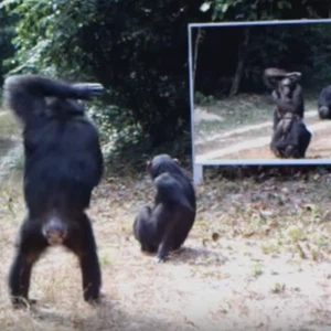 ماذا سيحدث لو وضعنا مرآة كبيرة وسط غابة مليئة بالحيوانات؟ 