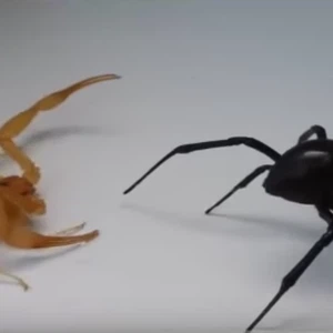 مواجهة قاتلة بين أقوى السموم في العالم..العقرب و الأرملة السوداء