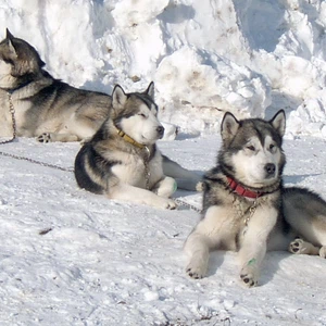 بالصور: أشرس 10 كلاب في العالم 