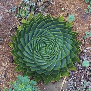 سحر الطبيعة.. نباتات بأشكال هندسية لم ترها من قبل