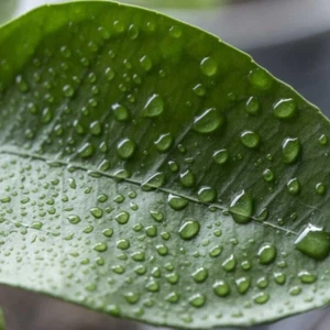 À mesure que la température augmente et que la quantité de vapeur d’eau dans un morceau d’air reste constante, qu’arrive-t-il à l’humidité relative ?