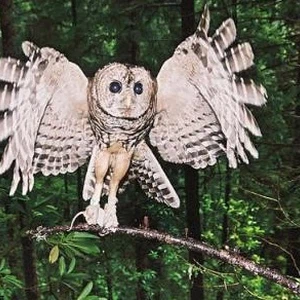 شاهد كيف يتحول شكل البومة إذا شعرت بالخطر