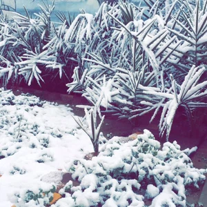 الثلوج تغطي مناطق الحدود الشمالية وترسم البسمة على وجوه السعوديين