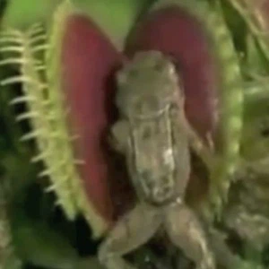 فيديو مُذهل لنباتات مُفترسة تلتهم الفئران والضفادع! 