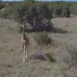 طائرة بدون طيار تحلق فوق أكبر محمية طبيعية في كينيا وتلتقط أجمل المشاهد 