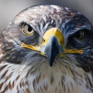 شاهد ماذا فعل الصقر بفريسته بعد أن انزعج من صوتها 