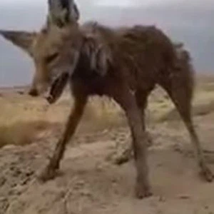 شدة البرد تُجمد ثعلباً سقط في بركة بمنطقة حائل 