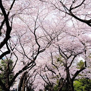 الأزهار المُتفتحة تضيف جمال اليابان جمالاً من نوع خاص 
