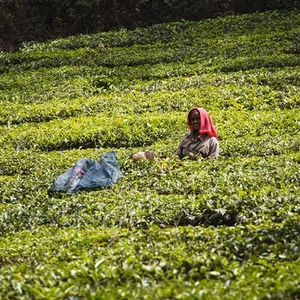 Munnar, thousands of hectares of tea plantations in the middle of nature