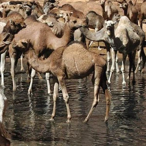 واحة "آرشي" في تشاد .. سبحان الخالق 