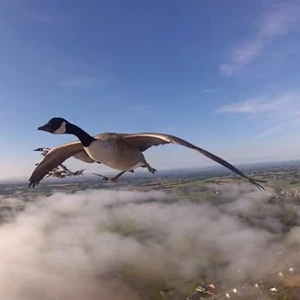 طيور الأوز تُرافق الطائرة برحلة فوق السحاب منذ إقلاعها وحتى هبوطها 