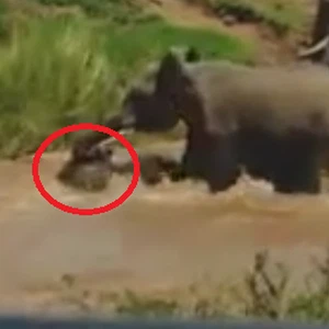  الفيلة الأم تستخدم خرطومها لإنقاذ صغيرها من الغرق في اللحظة الأخيرة 