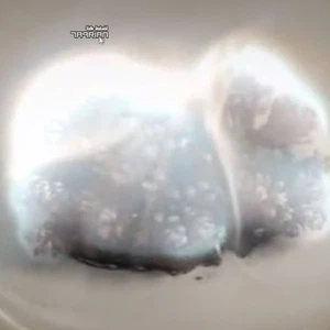 بالفيديو: شاهد أغرب التفاعلات الكيميائية على الإطلاق .. "تجنب تجربتها"