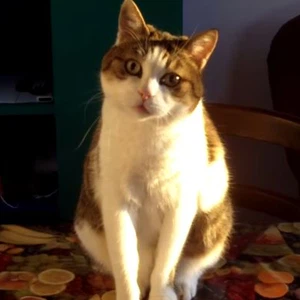 أكبر دليل على أن بعض القطط تفهم كلام البشر 