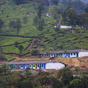Munnar, thousands of hectares of tea plantations in the middle of nature
