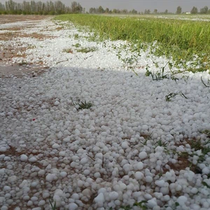 طبرجل تشهد بردية قوية