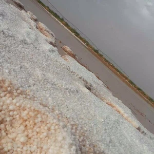 طبرجل تشهد بردية قوية