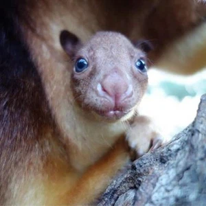 بالصور: كنغر الشجر المهدد بالانقراض يضع المولود الاول بالعالم منذ 20 عاماً 