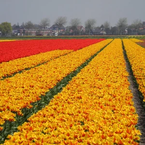 Tulips in the Netherlands .. Paintings on the ground