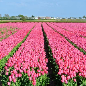 Tulips in the Netherlands .. Paintings on the ground