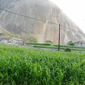 En images, le mont Shada, en bas, embrasse une belle `cicatrice`.