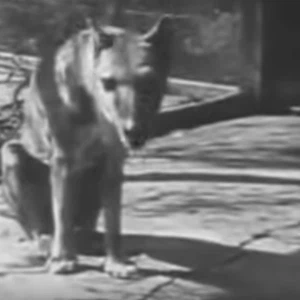 شاهد آخر فيديو تم تسجيله لنمر تسمانيا المنقرض