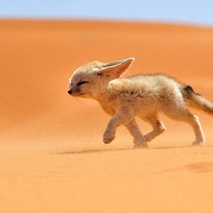بالصور : تعرف على الفنك ..ثعلب الصحراء المثير للجدل 