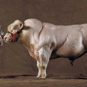 نوع من البقر يبدو وكأنه يمارس رياضة حمل الأثقال 