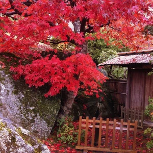 In pictures: 6 places to witness the wonderful fall colors in Japan