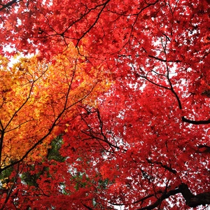 In pictures: 6 places to witness the wonderful fall colors in Japan