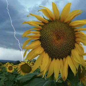 Amazing pictures of lightning around the world