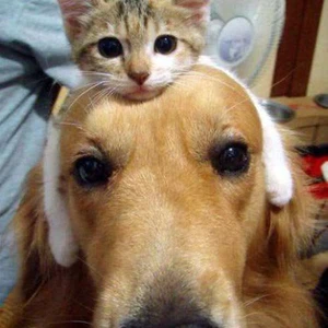 صورة طريفة لشكل من اشكال الصداقة بين كلب وقطة 