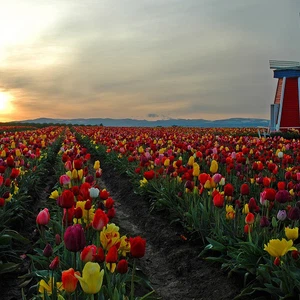 Tulips in the Netherlands .. Paintings on the ground