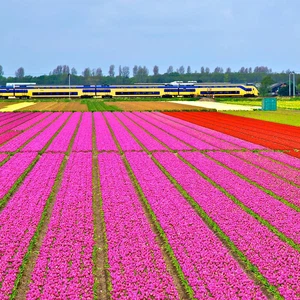 Tulips in the Netherlands .. Paintings on the ground