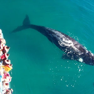 الحيتان في بويرتو مادرين