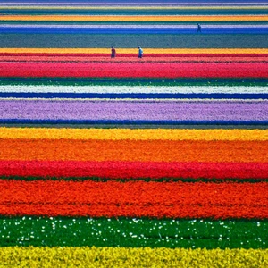 Tulips in the Netherlands .. Paintings on the ground