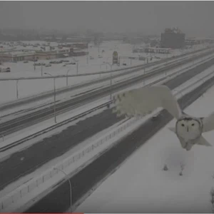 شاهد.. البومة الثلجية تظهر بشكل نادر في كندا 