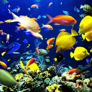 التنوع البيئي للحيد المرجاني العظيم .