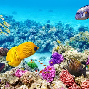 400 نوع من أنواع المرجان