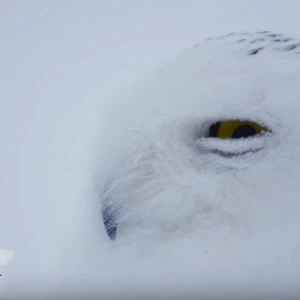 البومة الثلجية .. سلاحها في لونها 