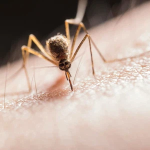 What are the best ways to avoid mosquito bites?