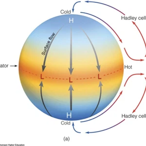 What is the function of a Hadley cell in the atmosphere?