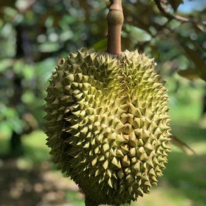 What is the reason behind the bad smell of durian fruit?