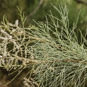 Quelle plante les Arabes utilisaient-ils pour indiquer la gravité de la chaleur ?