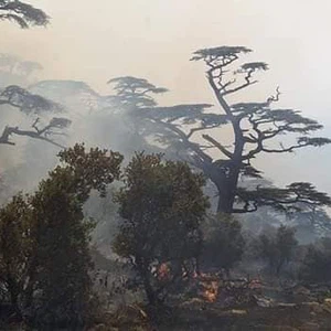 Algérie | Un appel de détresse pour protéger les forêts balanciers à Thaniya pour juguler les feux de forêts qui font rage depuis des jours... Voir les photos