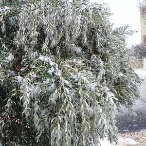  في ظاهرة نادرة ... شاهد بالصور "الأمطار الجليدية" في عدد من مدن سوريا