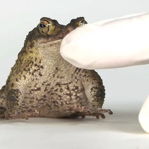 مصوّر يقرر تصوير 12 ألف نوع من الحيوانات 