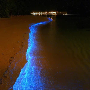  العوالق النباتية المجهرية هي سبب الأضواء على شاطئ جزر المالديف، والتي تعطي ضوءا عندما يتم تحريكها من قبل الأمواج